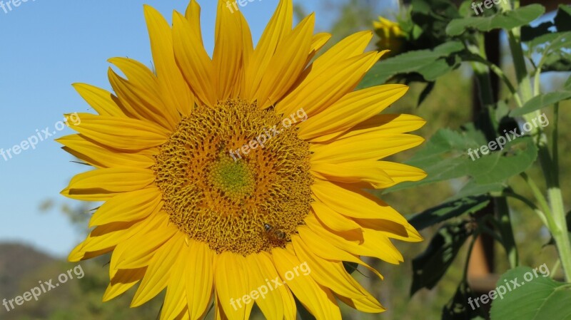 Flower Sunflower Bee Nature Summer