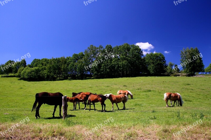 Mountains Feast Horses Herd Free Photos