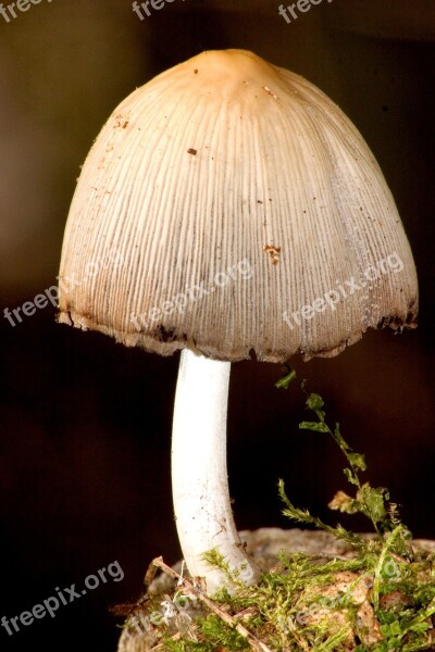 Mushroom Forest Moss Free Photos