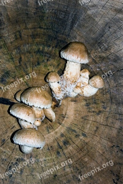 Mushrooms Tree Tree Fungus Tribe Free Photos