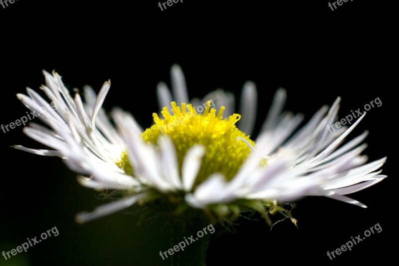 Flowers Daisy Close Up Free Photos