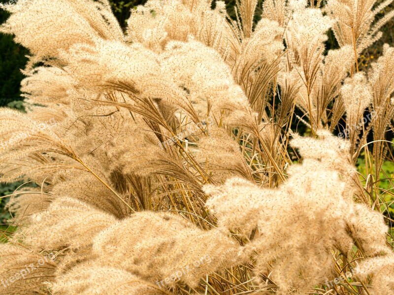 Bamboo Grassedit This Page Grass Grasses Miscanthus Miscanthus Sinensis