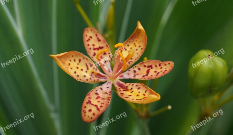 Lily Small Flower Garden Free Photos