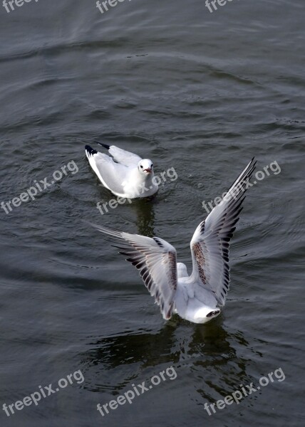 Seagulls Birds Wings Flying Seagull Animal