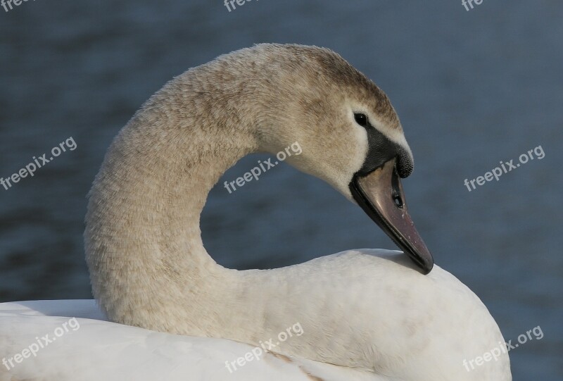 Swan Beak Pond Bird Animal