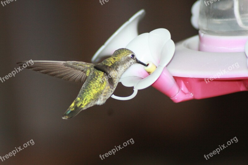 Hummingbird Feeding Hovering Ruby-throated Feeder