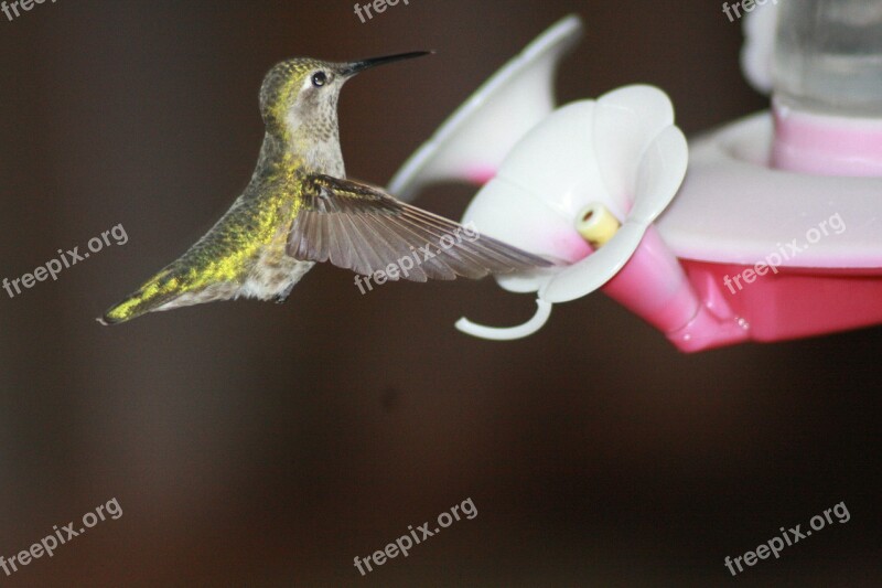 Hummingbird Feeding Hovering Ruby-throated Feeder