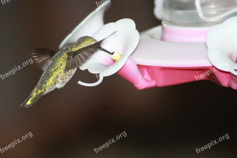 Hummingbird Feeding Hovering Ruby-throated Feeder