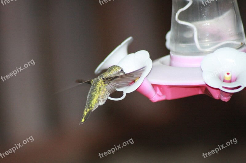 Hummingbird Feeding Hovering Ruby-throated Feeder