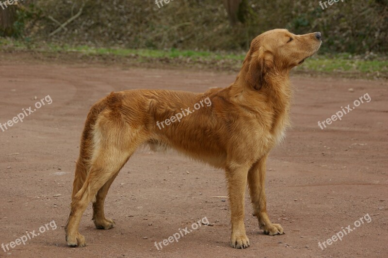 Dog Retriever Golden Retriver Trusting Dog Portrait