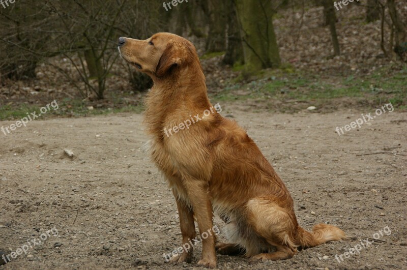 Dog Retriever Golden Retriver Trusting Dog Portrait