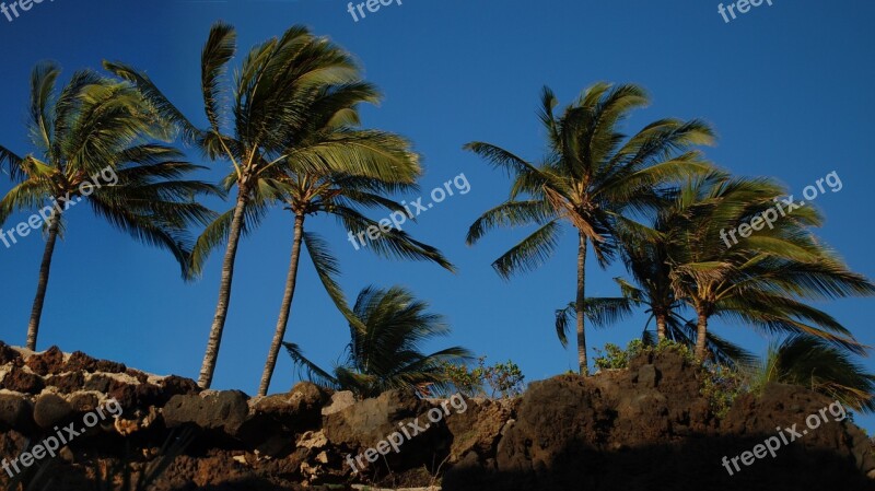 Palm Trees Hawaii Blue Free Photos