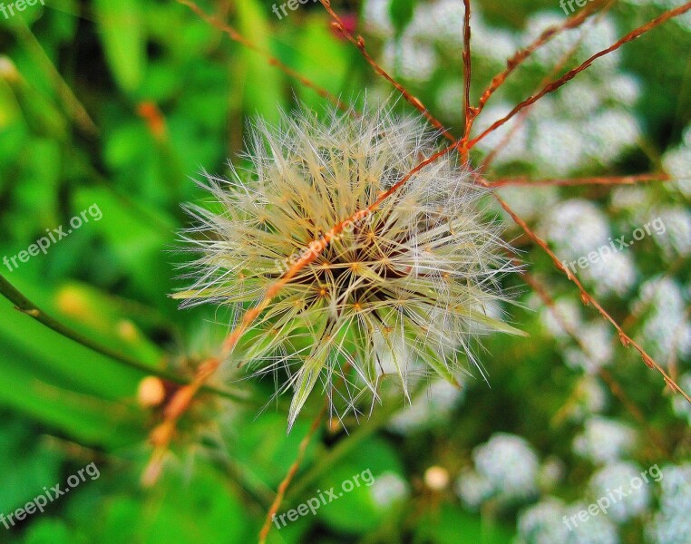 Fluffy Dandelion White Fluffy Tuft Seeds