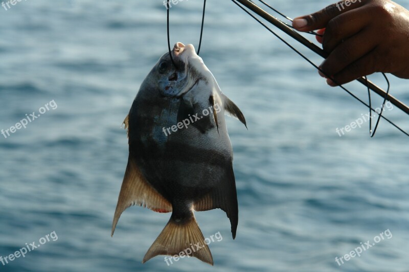 Fish Fishing Catch Nature Ocean