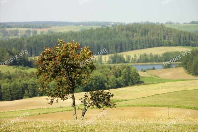 Nature Landscape Tree Rowan Lake