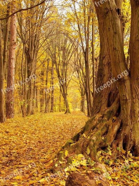 Nature Landscape Autumn The Old Tree Park