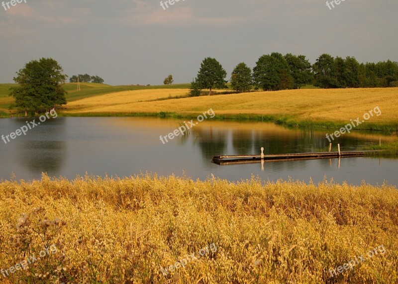 Nature Landscape Pond Lake Corn