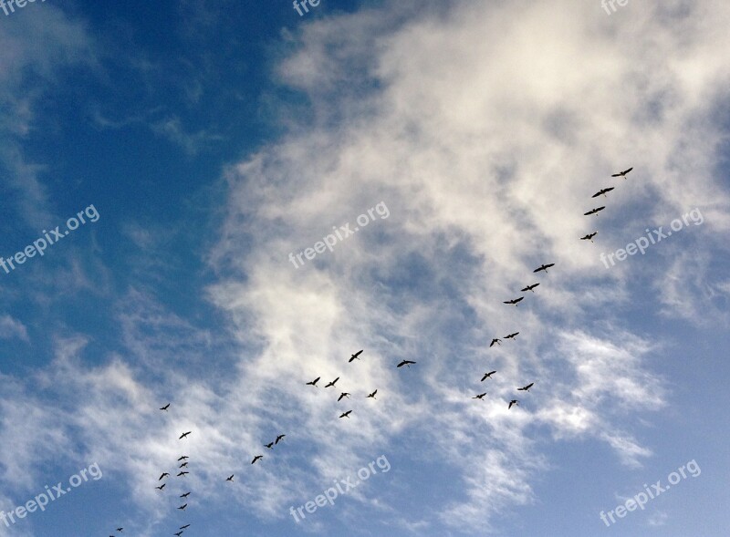 Birds Canada Geese Geese Dash Sky