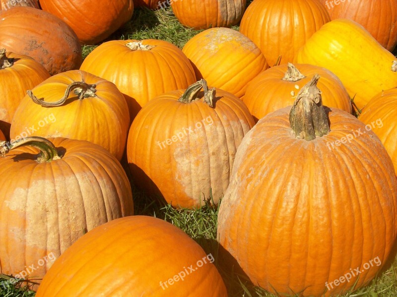 Pumpkin Autumn Harvest Thanksgiving Halloween