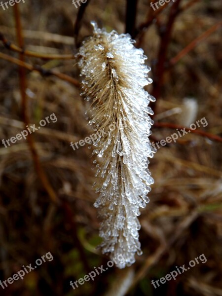 Plant Iced Ice Water Winter