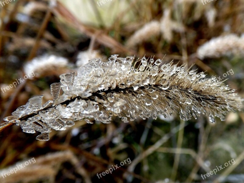 Grass Iced Plant Ice Water