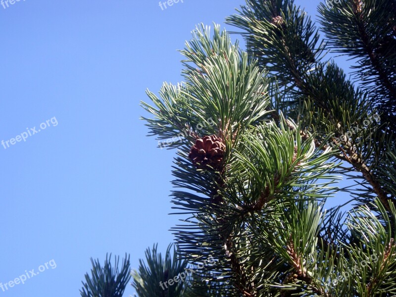 Tannenzweig Pine Branch Fir Tree Pine Conifer