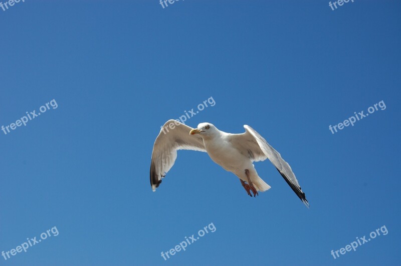 Bird Seagull Blue Sky Sky Nature