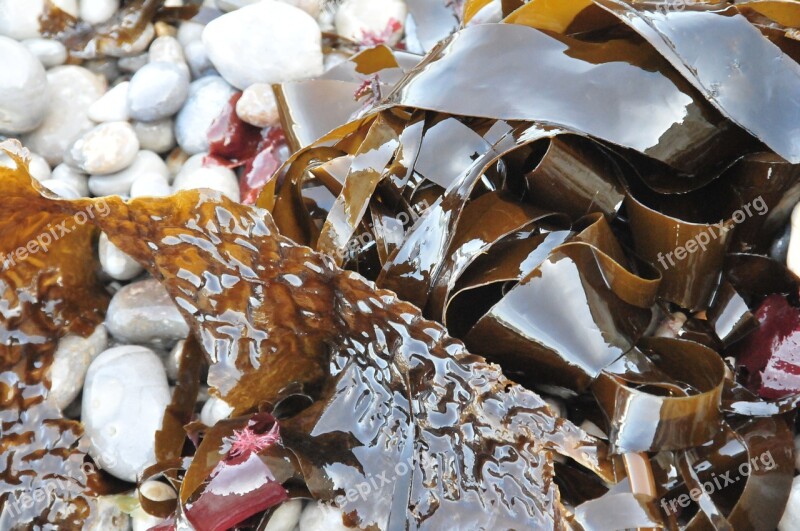 Algae Pebble Ocean Beach Sea