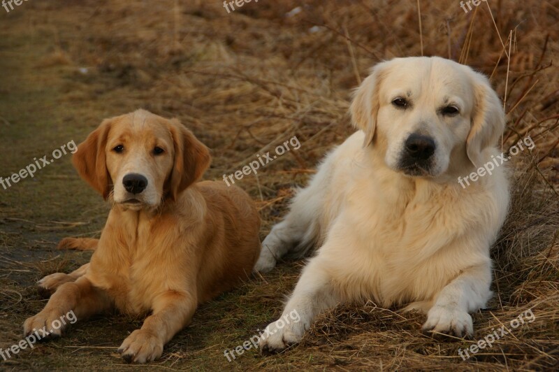 Dog Retriever Golden Retriever Fur Pet