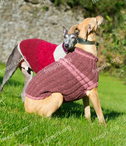 Whippet Dog Jacket Blue Jumper