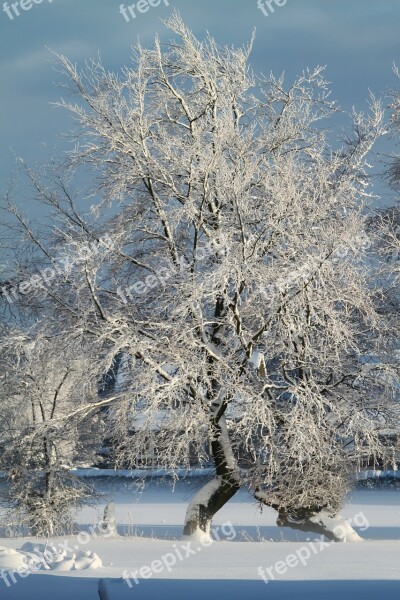 Winter Snow Wintry Snowy Tree