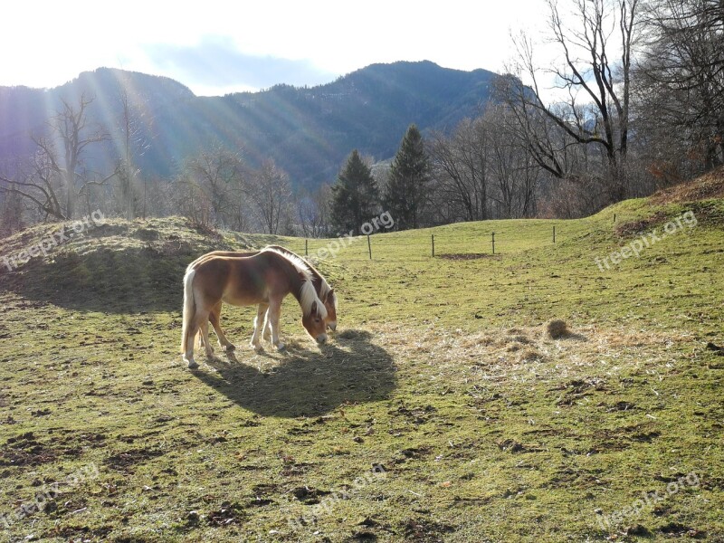 Horse Meadow Alm Pasture Nature