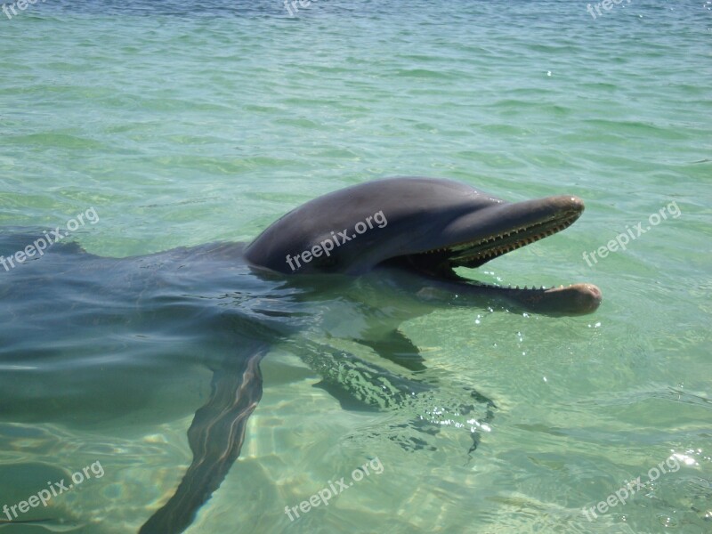 Dolphin Water Ocean Animal Swimming