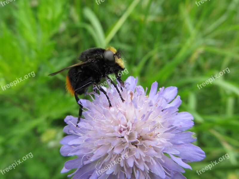 Pollen Flower Insect Nature Macro