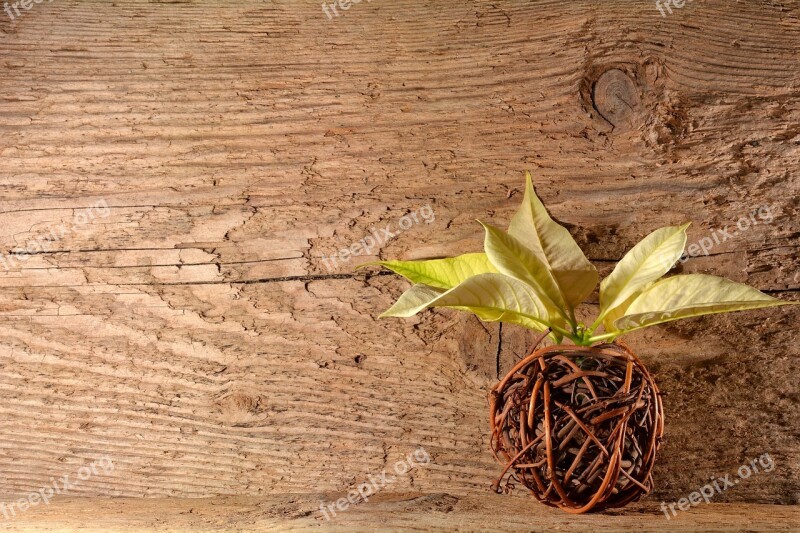 Wood Wicker Poinsettia Background Free Photos