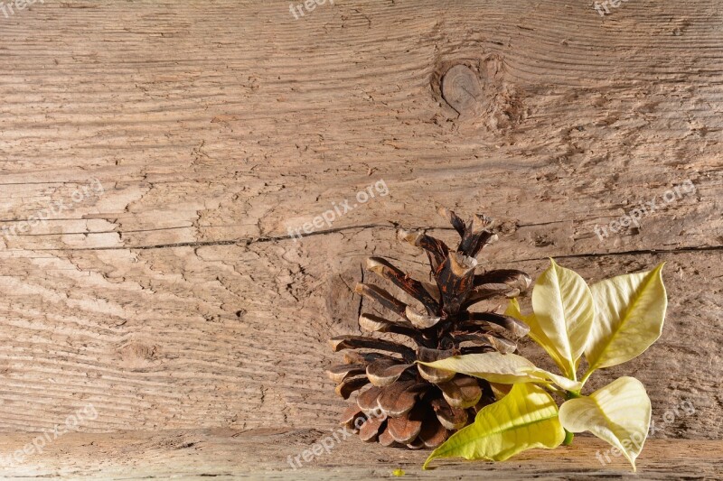 Wood Background Poinsettia Blossom Bloom