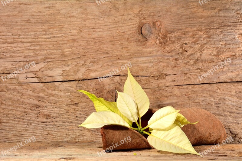 Rindendeko Wood Poinsettia Flower Blossom