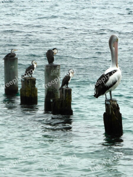 Pelican Seabirds Sitting Wildlife Preening