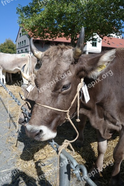 Cow Switzerland Appenzellerland Bell Horns