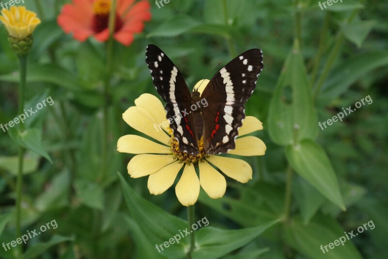 Flower Butterfly Nature Spring Summer