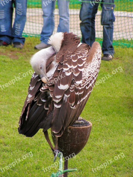 Sup Breeding Raptors Scavenger Free Photos