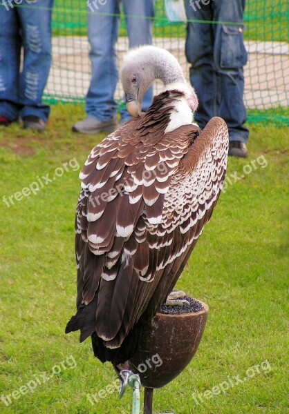 Sup Breeding Raptors Scavenger Free Photos