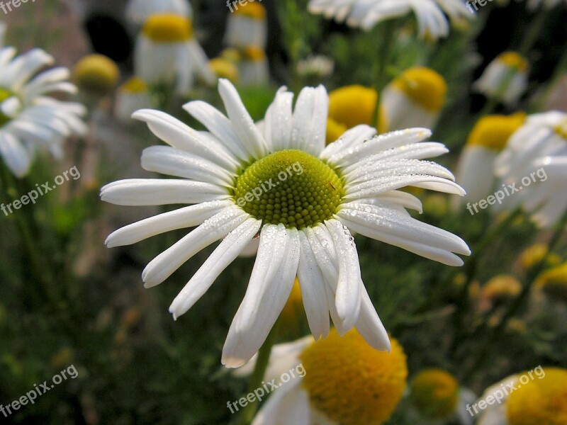 Daisy White Flower Spring Free Photos