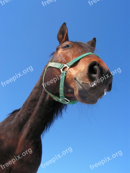 Horse Portrait Head Halter Nose