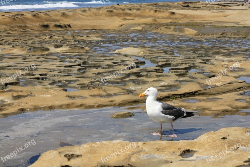 Seagull Encinitas Tidal Pool Bird Ocean