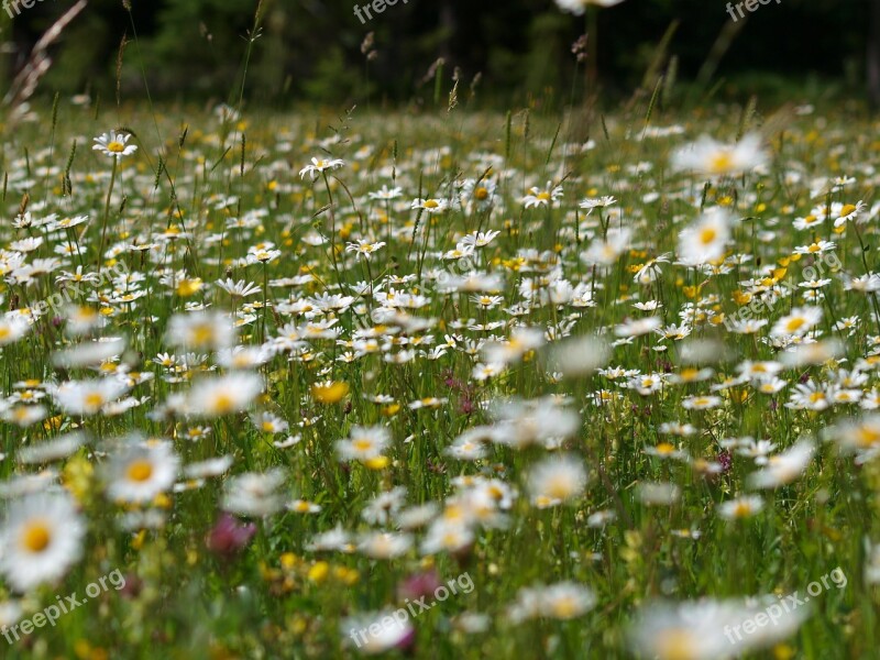 Flower Meadow Margaret Summer Flowers Nature