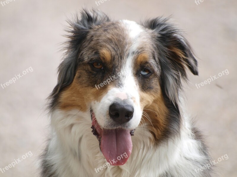 Dog Drunk Schäfer Dog Australian Shepherd Purebred Dog