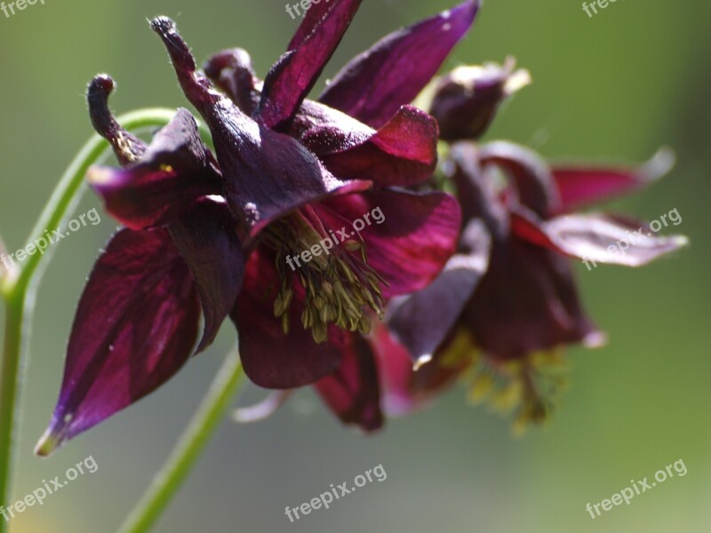 Columbine Flower Blossom Bloom Red Violet