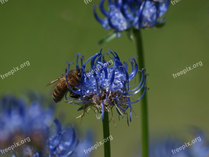 Flower Bee Blossom Bloom Insect