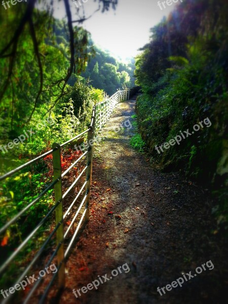 Pathway Railings Trees Nature Landscape